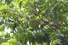 Annona muricata